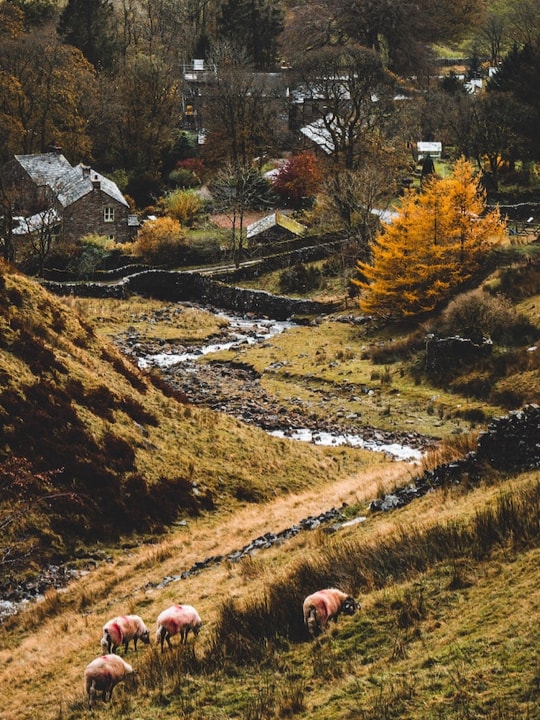 Sheep pasture on a shadow